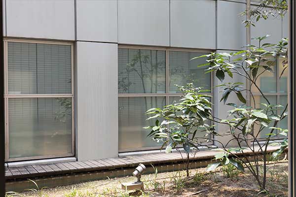 garden with tree image from inside the room 